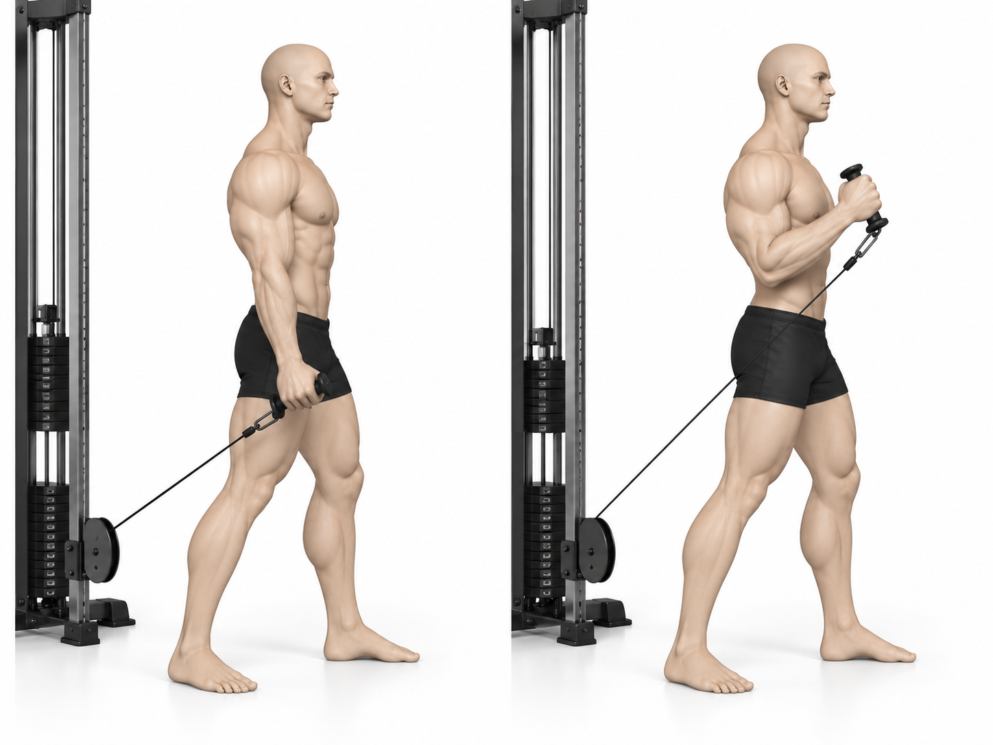 Hammer Curl